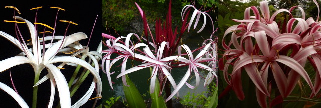crinum_asiaticum 01.jpg